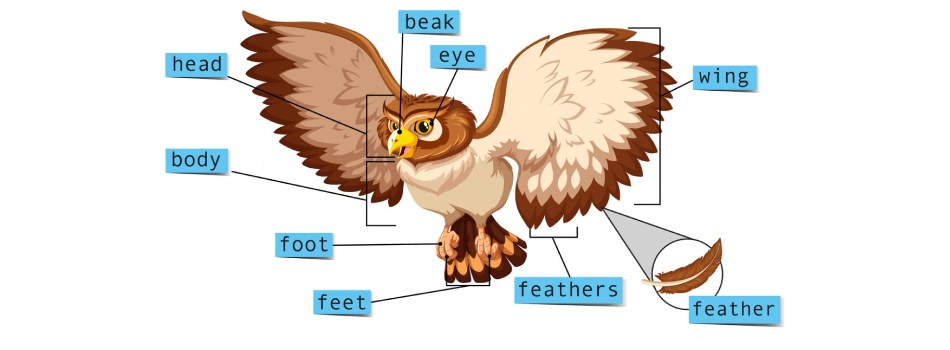 Unieke Anatomie